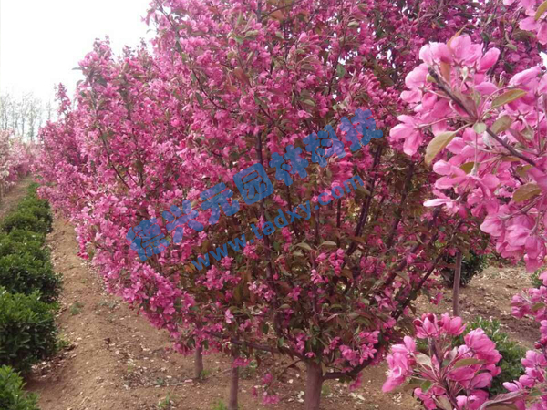 c(din)鿴Ԕ(x)Ϣ(bio)}k xΔ(sh)2004